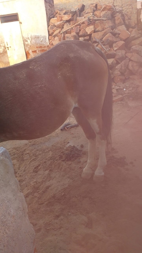 Marwari Mare  — photo 2