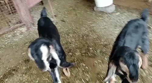 Kota goats — photo 3