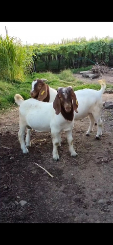 Boer Goat — photo 3