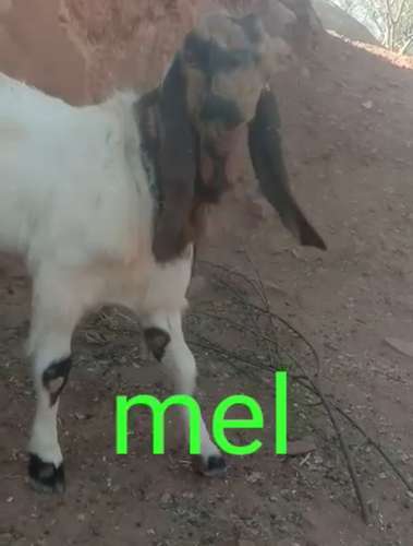 Totapari Goat