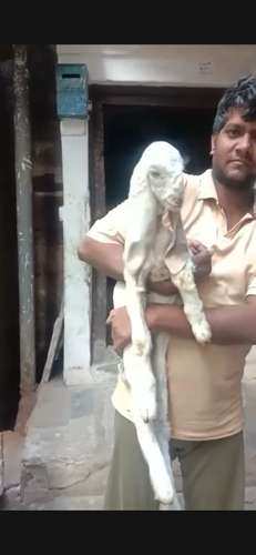 Baby Gulabi Goat — photo 5