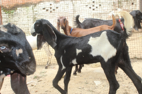 Beetal Pure Goat