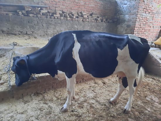 Cow — photo 2