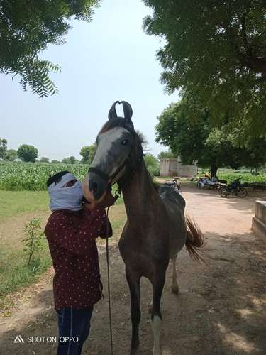 Marwadi Horse