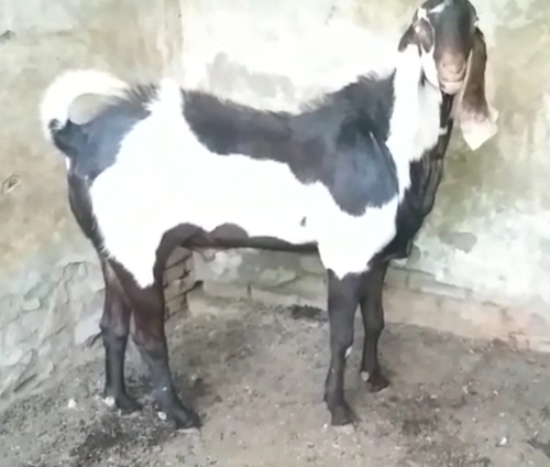 Beetal Goat — photo 2