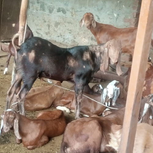 Gujari Goat — photo 2