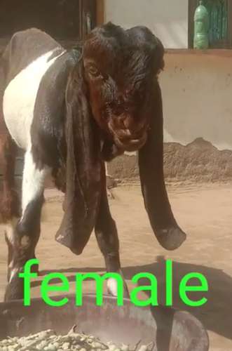 Totapari  Female Goat