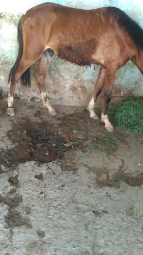 Bachera horse panchkalyaan — photo 5