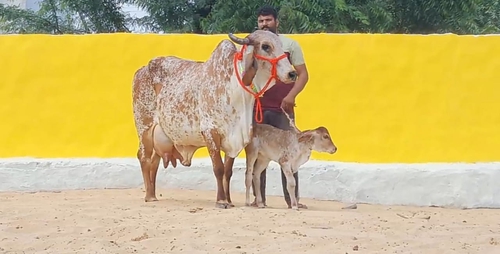 Sahiwal cow — photo 2