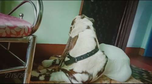 Totapuri Goat