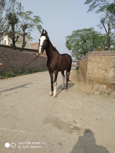 Horse Marwari