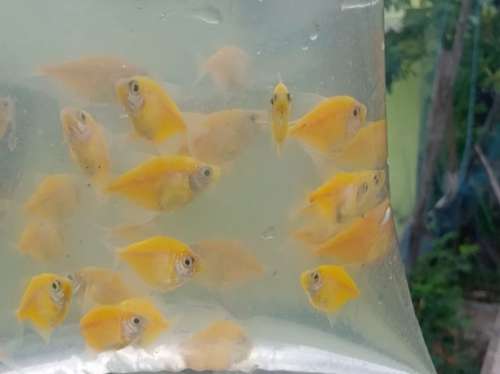 Mixed Window Fish