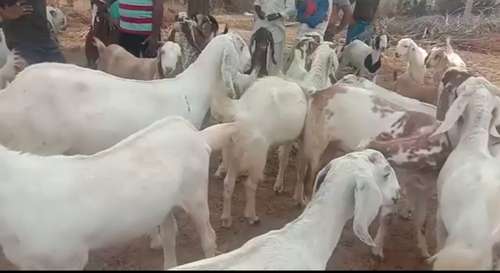 Sojat Goat