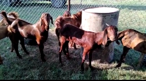 Sirohi Goat — photo 3