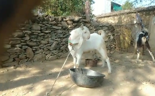 Goat — Goat, Rajasthan, India