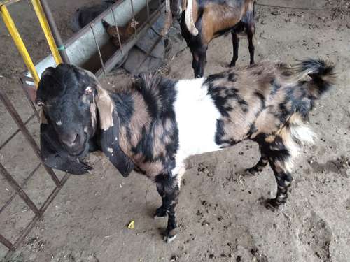 Shirohi breading goat — photo 2