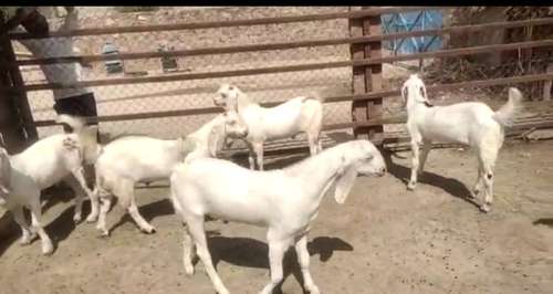 Sojat Goat — photo 3