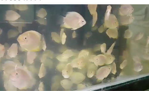  Fish Sivurum 2inch — photo 3