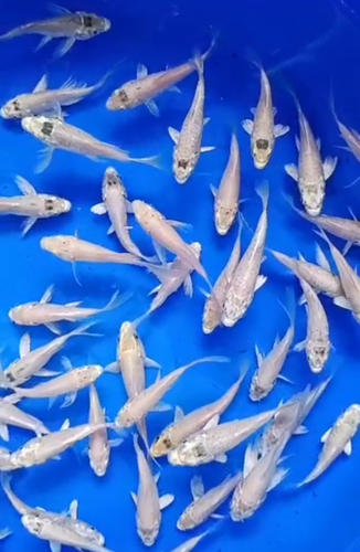 Milky White Fish — photo 2