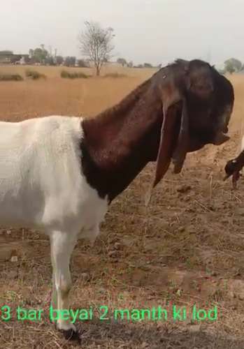 Totapari  Female Goat — photo 3