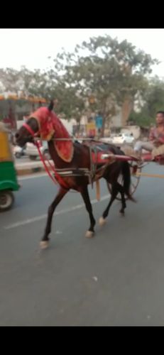 Sindhi horse — photo 3