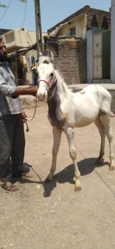 Marwadi Horse — photo 2