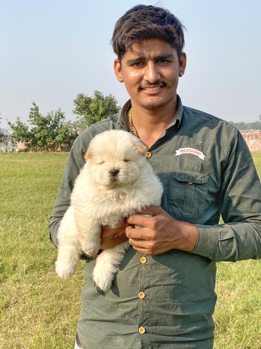 Chow Chow — photo 5