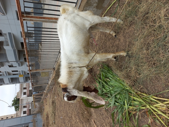Kamori breeder male goat for sale — photo 4