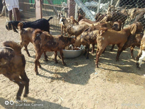 Sirohi Goats — photo 6