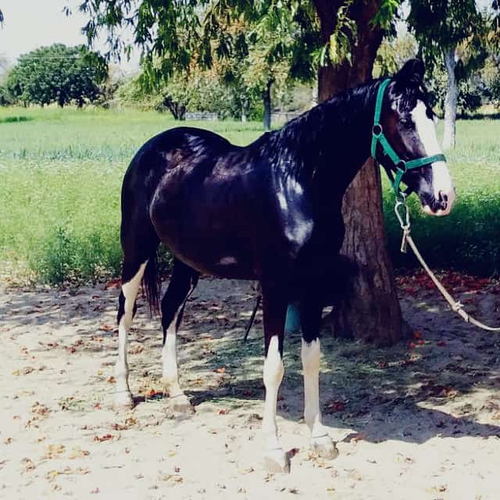 Marwadi Horse 🐎 — photo 2