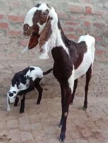Totapuri Goat — photo 2