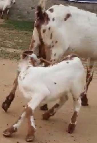 Barbari Goat