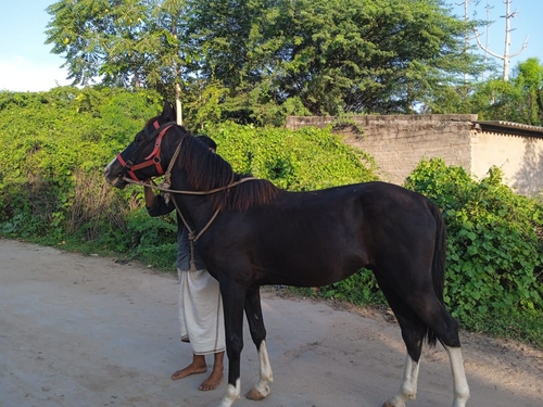 Marwari Horse — photo 4