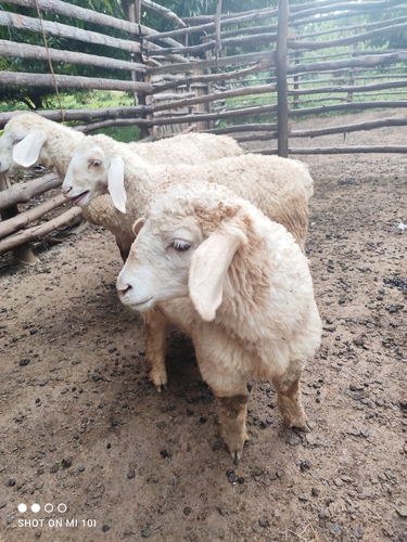 Kergawal Sheep — photo 3