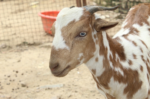 Barbari Goat
