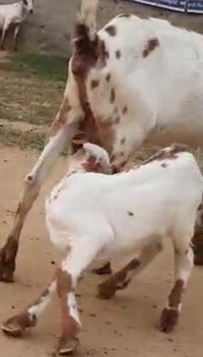 Barbari Goat — photo 3