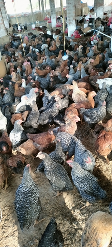 Hen — Kakrel murga, Chhattisgarh, India