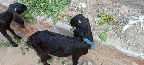 Black bengal goat — photo 2