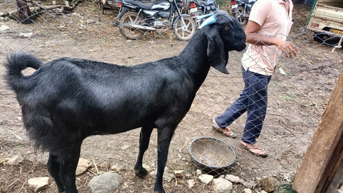 Osmanabadi Goat  — photo 2