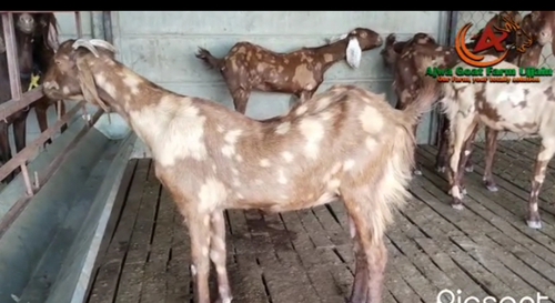 Sirohi goat — photo 2