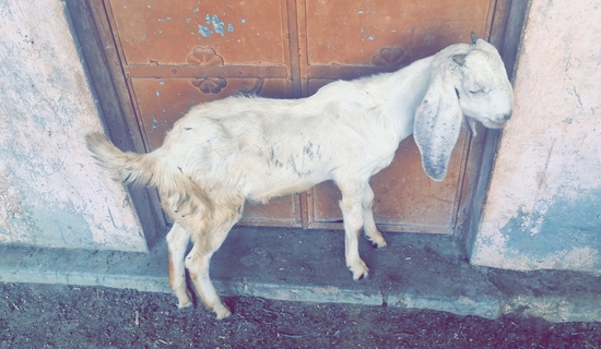 Antique Goat's  — photo 6