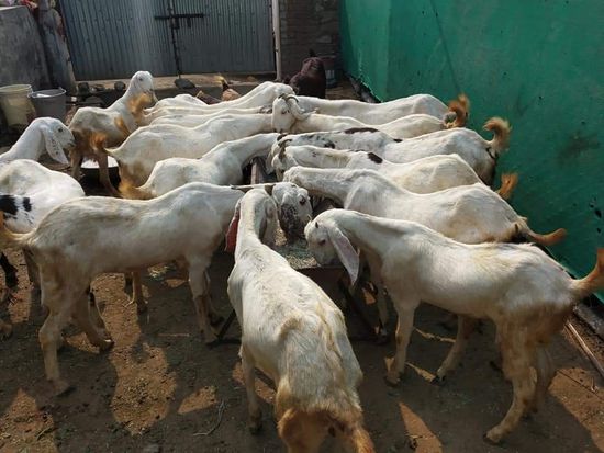 JMK Goat Farm Kishangarh Pvt Ltd — photo 3