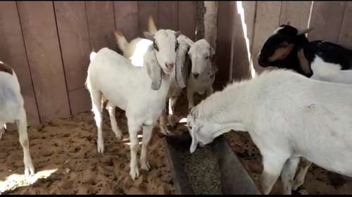 Sojat Goat
