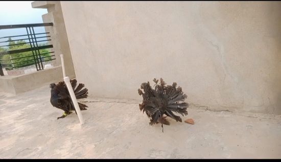Pigeon — Indian fantail lakke pigeon chicks, District- ferozpur .. Punjab, India