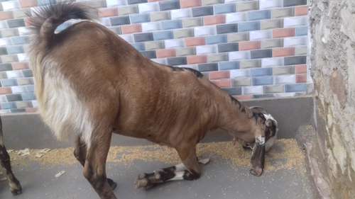 Sirohi goat gujaari