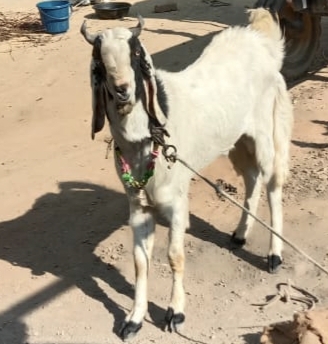 Bristal Goat — photo 3