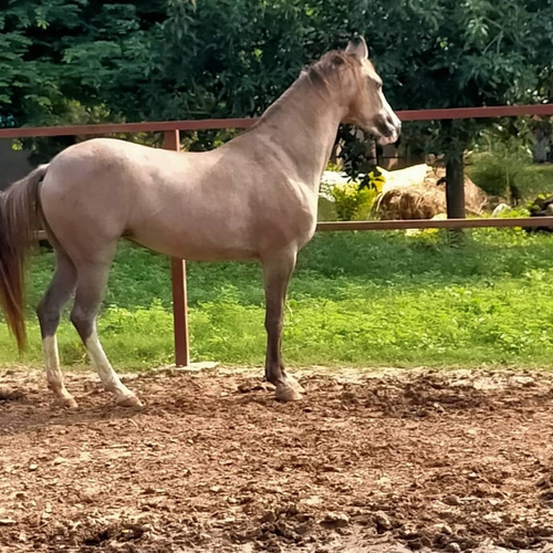 Banaskantha bloodline Mare — photo 4