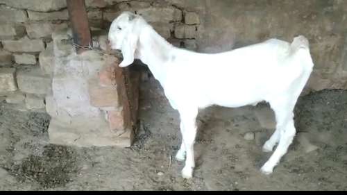 Patira Baby Gulabi Goat — photo 3