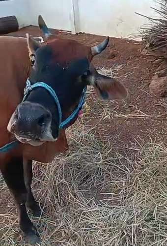 Jersey Cow — photo 2