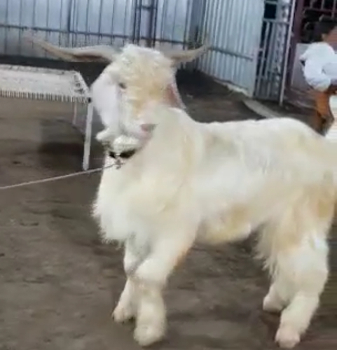 Kashmiri Goat — photo 3